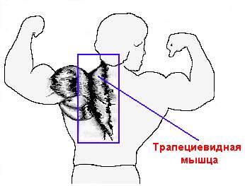 трапециевидная мышца